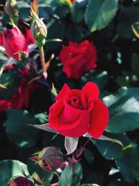 Close-up of red rose blooming outdoors