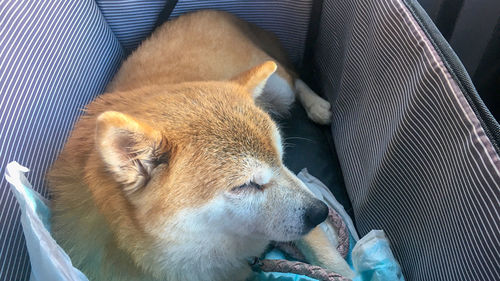 High angle view of dog sleeping