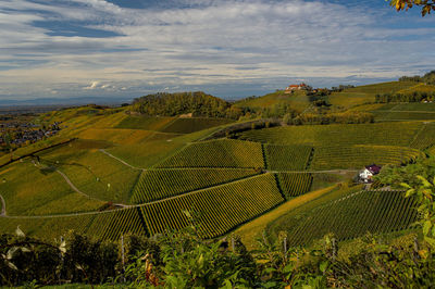 Scenic view of agricultural field against sky