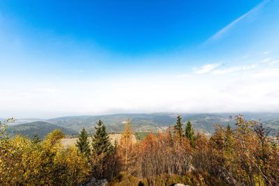 Plants growing on land against sky