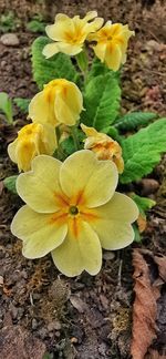 Close-up of yellow flowering plant in field