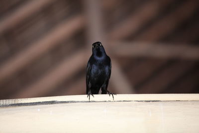 Bird perching on a table