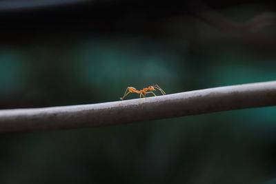 Close-up of ant on leaf