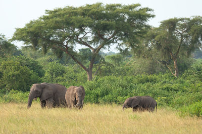African elephant, loxodonta africana, queen elizabeth national park, uganda