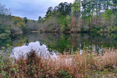 Scenic view of lake in forest against sky