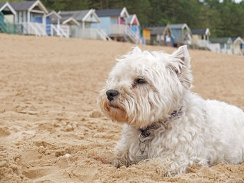 West highland white terrier resting at beach