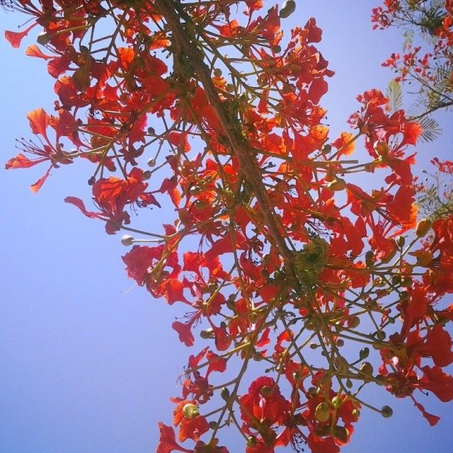 LOW ANGLE VIEW OF TREES WITH SKY IN BACKGROUND