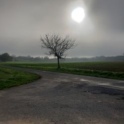 Bare tree on field by road against sky