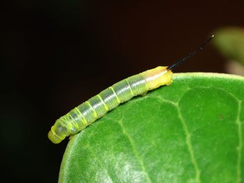 Close-up of insect on leaf