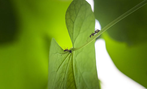 Close-up of insect on leaf