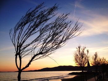 Bare trees at sunset