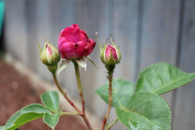 Close-up of pink flowering plant