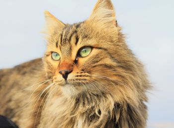 Close-up portrait of a cat