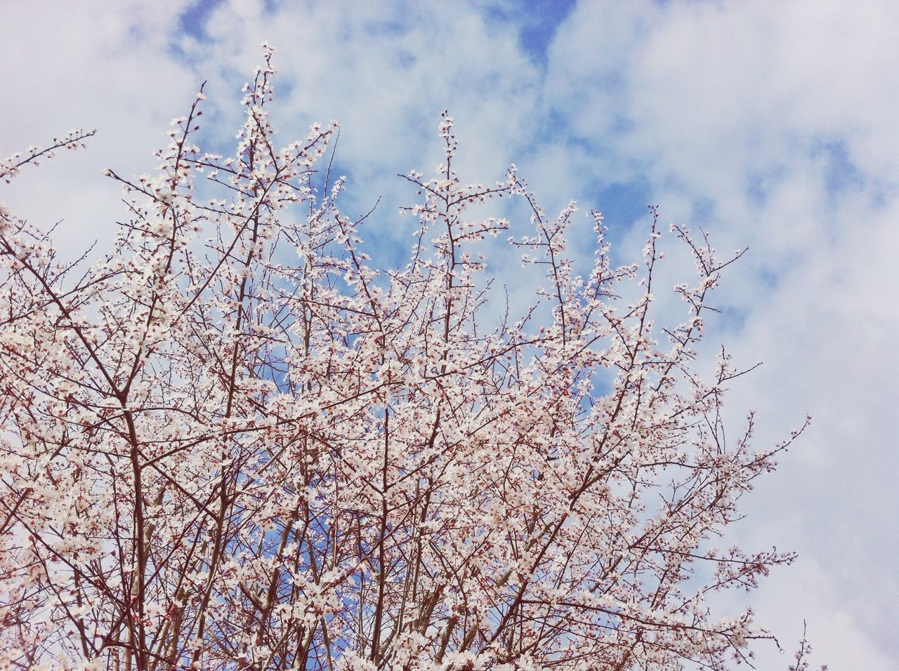 low angle view, sky, branch, tree, flower, growth, beauty in nature, nature, cloud - sky, freshness, blossom, cloud, cherry blossom, fragility, cloudy, day, tranquility, outdoors, springtime, no people