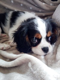 Close-up of a dog resting