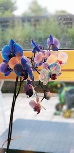 Close-up of purple flowering plant