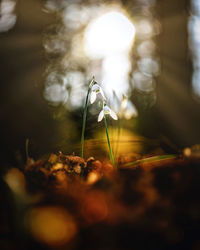 Close-up of plant growing on field