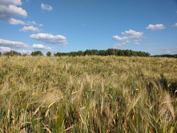 Scenic view of field against sky