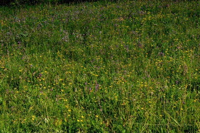 Full frame shot of flowering plants on land