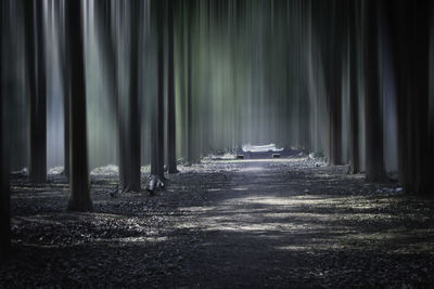 View of trees in forest