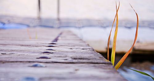 Grass by wooden pier