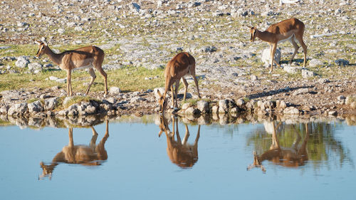 Horses in a lake