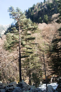 Scenic view of forest