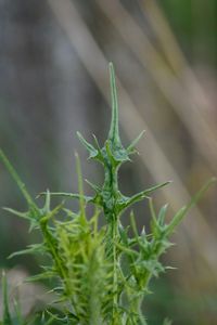 Close-up of plant