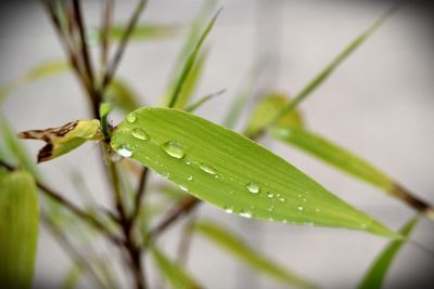 Close-up of wet plant leaves during rainy season