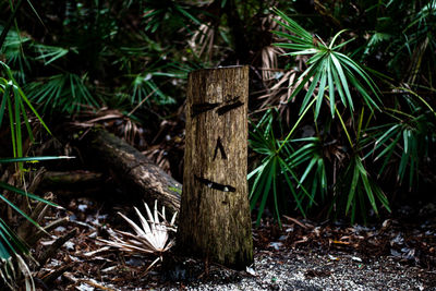 Close-up of wooden log on field