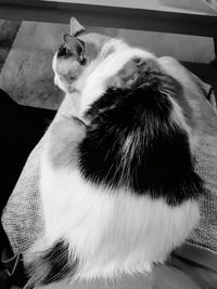 High angle view of cat resting on sofa at home