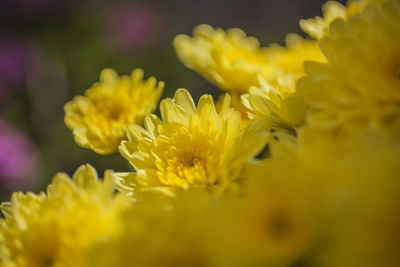 Close-up of yellow flowering plant