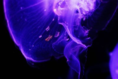 Close-up of purple flower against black background