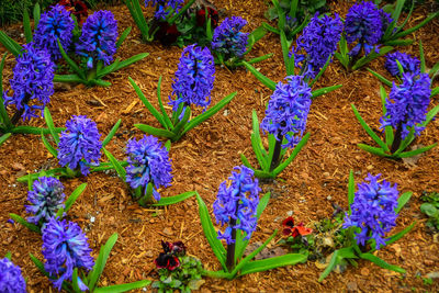 High angle view of purple flowering plants on field