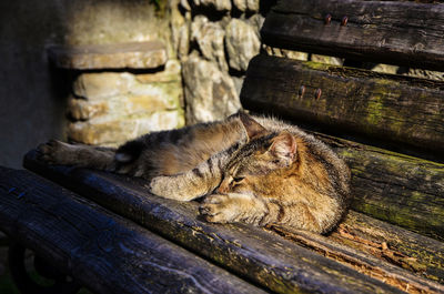 Cat relaxing on wood