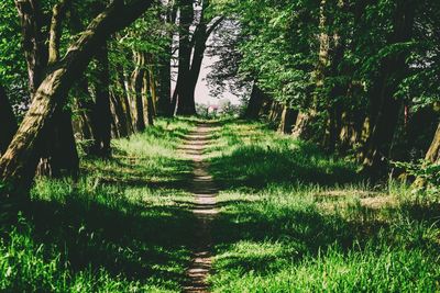 Trail amidst trees in forest