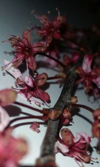 Close-up of flowers against blurred background