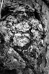 Close-up of lichen on tree trunk