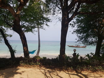 Trees on beach against sky
