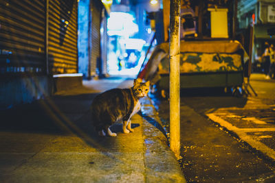 Dog standing in street