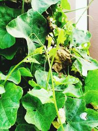 Close-up of green leaves on plant