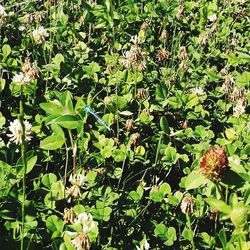 Full frame shot of flowering plants
