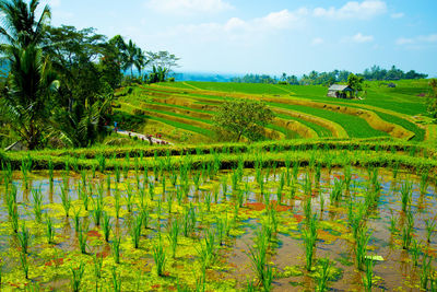 Scenic view of rice field against sky