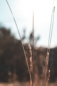 Close-up of stalks against blurred background