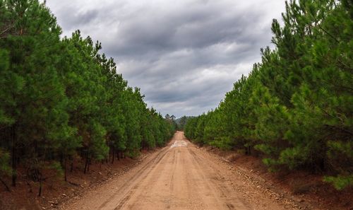 Road amidst trees on field against sky