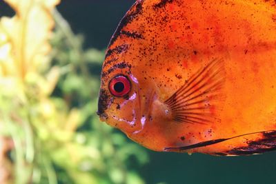 Close-up of fish swimming in aquarium