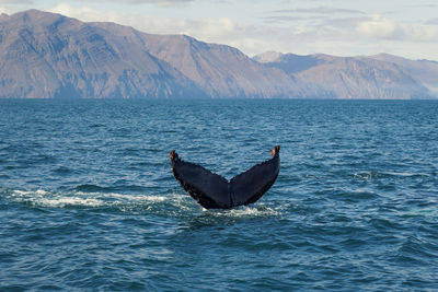 Graceful killer whale diving in sea landscape photo