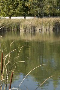 Scenic view of pond in lake