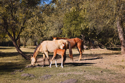 Family of horses grazing in the countryside