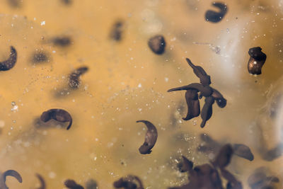 Close-up of fishes swimming in sea